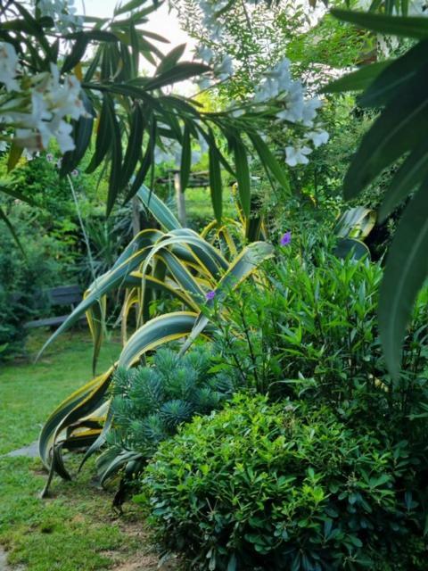 Casa Cambini Bed & Breakfast Marina di Massa Ngoại thất bức ảnh